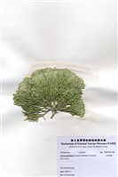 藏品(白果胞藻)的圖片